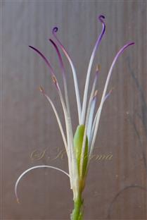  Pistil and Stamens